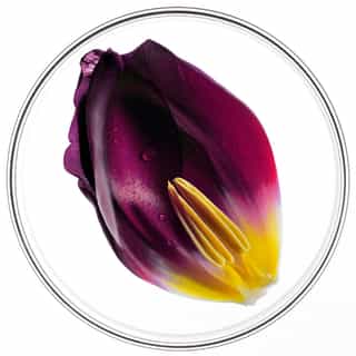 PHYTOCYANE SÉRUM CAPILLAIRE DENSIFIANT FEMME