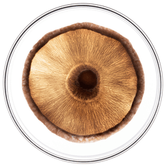 PHYTOCYANE-MEN Sérum Capillaire Densifiant Homme